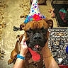animal, brown_dog, carpet, celebration, closeup, colorful, dog, dog_crate, floor, hands, happy, home, indoor, leash, party_hat, paw, person, pet, toy, wristband