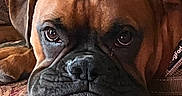 Buddy joined the competition — help win amazing prizes! animal, brown_dog, canine, close_up, companion, couch, cute, dog, ears, expression, face, fur, home, indoor, muzzle, pet, portrait, relaxed, resting, wrinkles