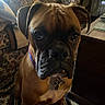 animal, boxer, brown_dog, carpet, close_up, collar, couch, dog, domestic_animal, ears, face, furniture, indoor, looking, mammal, patterned_rug, pet, portrait, sitting, table