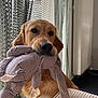Aiko participe au concours pour gagner de l'argent avec cette photo : animal, brown_fur, canine, close_up, companion, curtain, cute, dog, domestic, furniture, golden_retriever, house, indoor, pet, playful, plush_toy, puppy, radiator, soft_toy, striped_toy