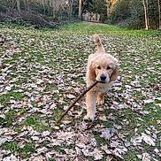 Aiko participe au concours pour gagner de l'argent avec cette photo : animal, autumn, canine, dog, forest, golden_retriever, grass, happy, leaves, nature, outdoor, path, pet, playful, puppy, stick, sunlight, trees, walking, young_dog