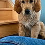 Aiko participe au concours pour gagner de l'argent avec cette photo : animal, blue_jeans, canine, cute, denim, dog, ears, floor, fur, golden_retriever, indoor, looking, nose, pet, puppy, sitting, stairs, wall, wooden_stairs, young_dog