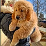 animal, black_jacket, blue_sky, calm, casual, cute, daylight, dog, fluffy, fur_hood, golden_retriever, holding, outdoor, person, pet, puppy, side_view, sunlight, trees, wooden_table