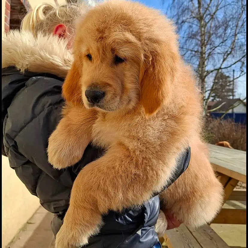 Aiko participe au concours pour gagner de l'argent avec cette photo : animal, black_jacket, blue_sky, calm, casual, cute, daylight, dog, fluffy, fur_hood, golden_retriever, holding, outdoor, person, pet, puppy, side_view, sunlight, trees, wooden_table
