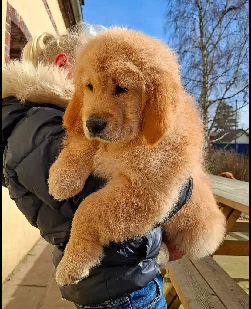 Aiko participe au concours pour gagner de l'argent avec cette photo : animal, black_jacket, blue_sky, calm, casual, cute, daylight, dog, fluffy, fur_hood, golden_retriever, holding, outdoor, person, pet, puppy, side_view, sunlight, trees, wooden_table