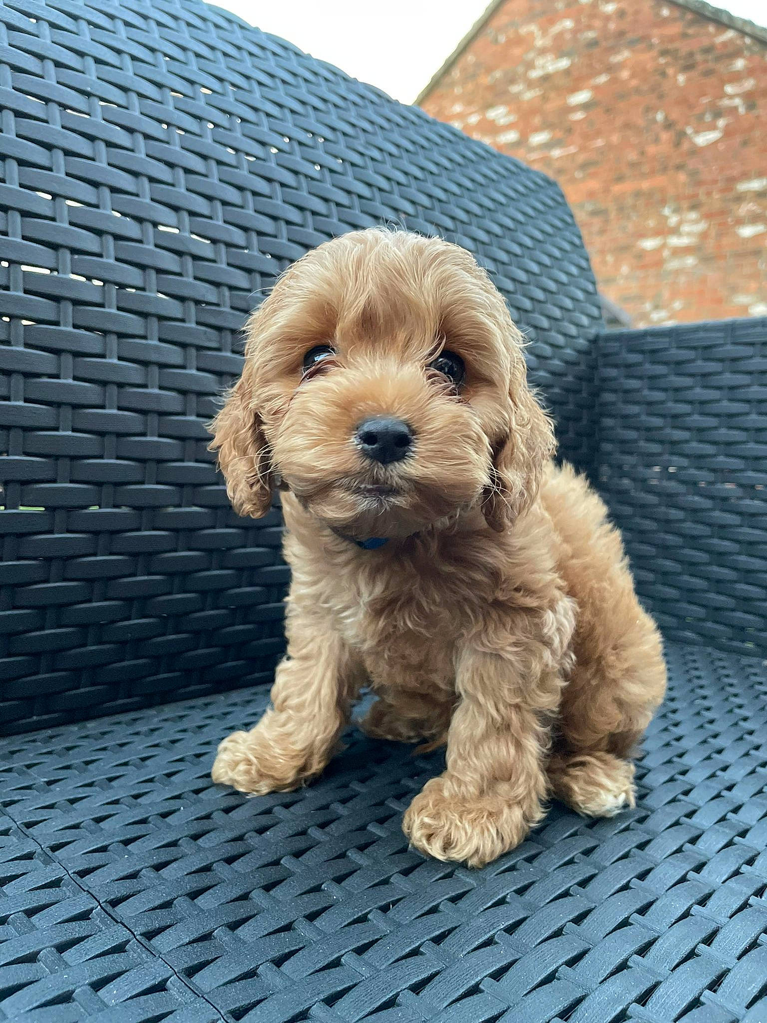 Dougie is registered to the contest to win money with this photo: canidae, carnivore, companion_dog, dog, dog_breed, dog_collar, flooring, fur, liver, maltepoo, poodle, puppy, small_terrier, snout, sporting_group, terrier, toy_dog, water_dog, wood, working_animal