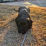 Chief joined the competition — help win amazing prizes! animal, black_dog, building, curious, daylight, dog, dry_grass, fur, grass, leash, lying_down, muzzle, nature, outdoor, parked_cars, pet, playful, shadow, suburban, sunset