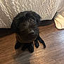 Chief is registered to the contest to win money with this photo: adorable, animal, bedspread, black_dog, canine, companion, cozy, cute, dog, floor, fur, home, indoor, looking_up, pet, puppy, shadow, sweater, texture, wood_floor