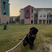 Chief joined the competition — help win amazing prizes! animal, apartment_buildings, black_dog, building, canine, dog, evening, grass, grass_field, harness, leash, nature, outdoor, pet, quiet, residential_area, sitting, sky, suburban, watching