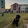 animal, apartment_buildings, black_dog, building, canine, dog, evening, grass, grass_field, harness, leash, nature, outdoor, pet, quiet, residential_area, sitting, sky, suburban, watching