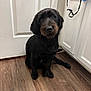 animal, black_dog, cabinet, canine, companion, curious, cute, dog, domestic, door, floor, friendly, fur, household, indoor, looking, pet, portrait, sitting, wooden_floor