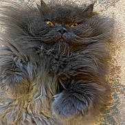 Amir joined the competition — help win amazing prizes! animal, cat, close_up, cute, domestic_cat, face, feline, fluffy, fur, gray, indoors, lying_down, mammal, paws, pet, portrait, relaxed, soft, whiskers, yellow_eyes