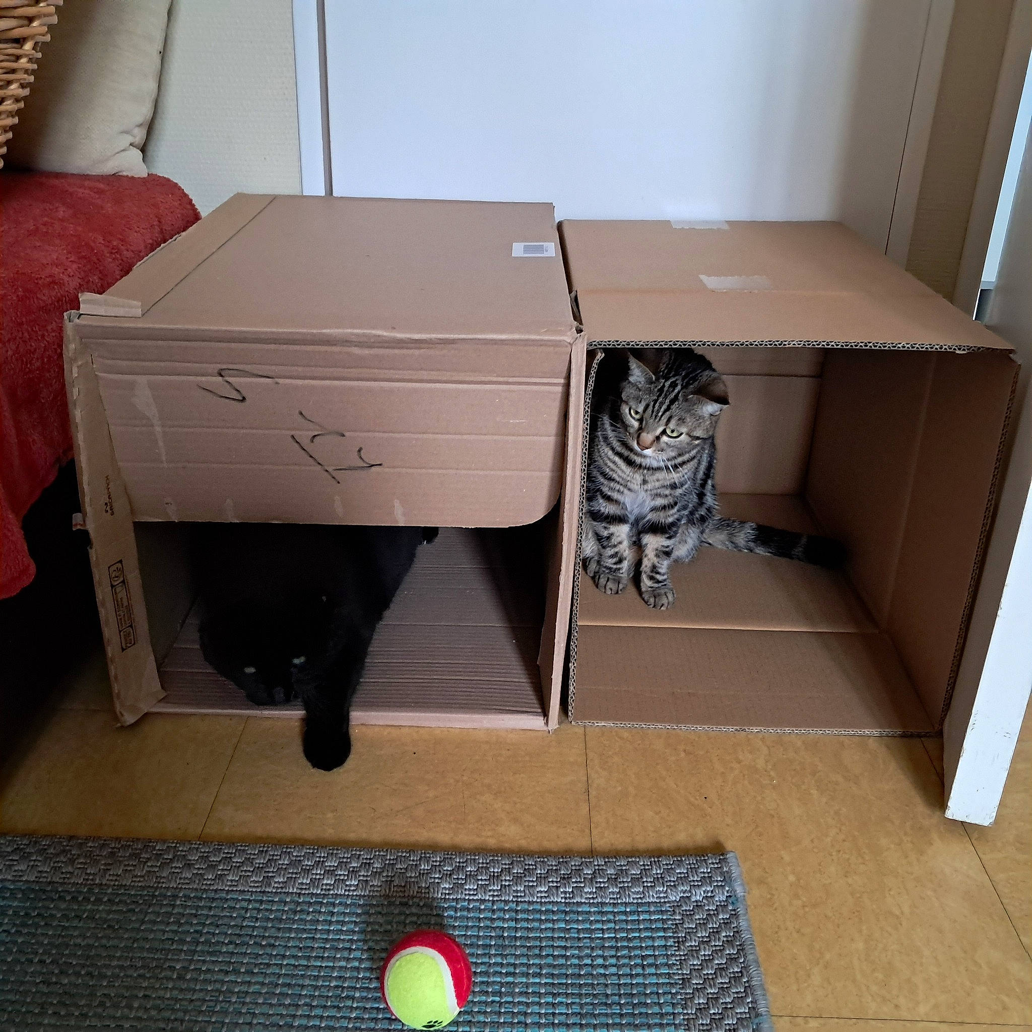 Yona a rejoint le concours — aidez-le/la à gagner de superbes lots ! box, cardboard, carnivore, carton, cat, felidae, floor, flooring, grey, hardwood, office_supplies, packaging_and_labeling, plywood, rectangle, room, shipping_box, small_to_medium_sized_cats, table, whiskers, wood