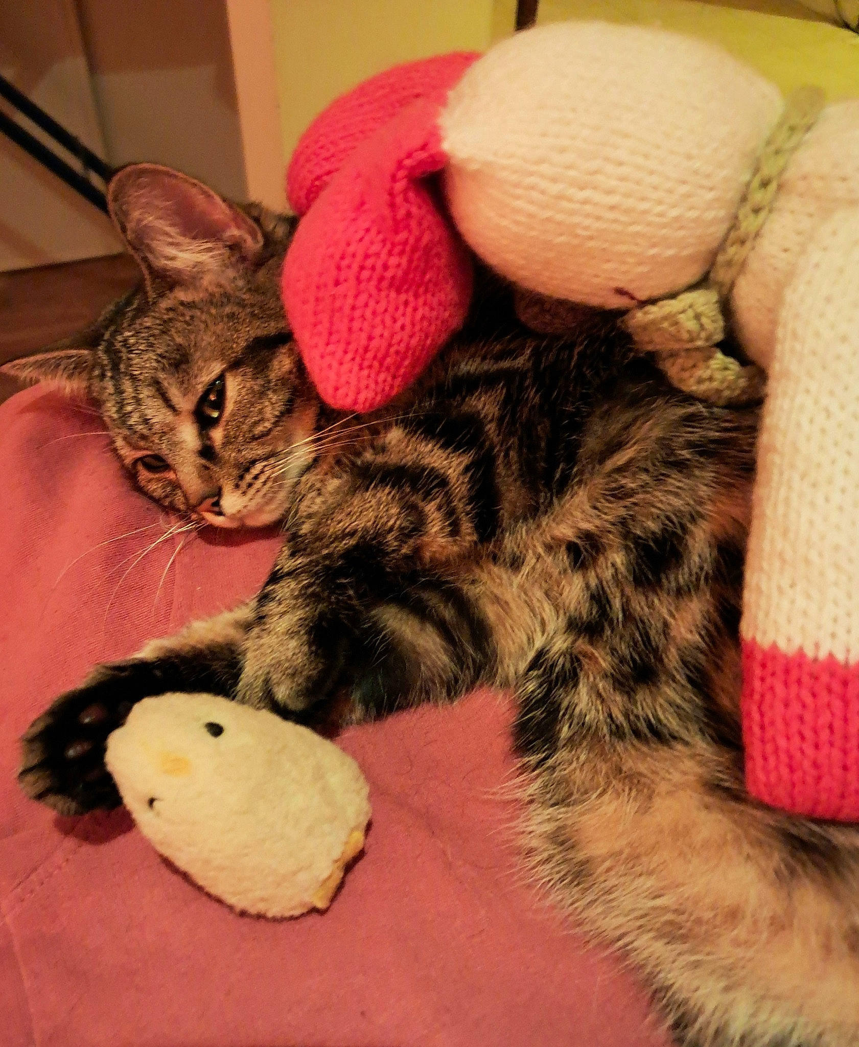 Yona participe au concours pour gagner de l'argent avec cette photo : carnivore, cat, comfort, domestic_short_haired_cat, ear, fawn, felidae, foot, fur, mammal, mouse, nail, paw, small_to_medium_sized_cats, snout, stuffed_toy, tail, textile, toy, whiskers