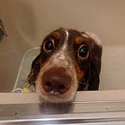 Lucy Gray is registered to the contest to win money with this photo: dog, bathtub, closeup, wet, pet, curious, brown, white, fur, nose, ears, indoor, animal, face, water, bath, expression, looking, cute, domestic