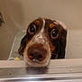 dog, bathtub, closeup, wet, pet, curious, brown, white, fur, nose, ears, indoor, animal, face, water, bath, expression, looking, cute, domestic