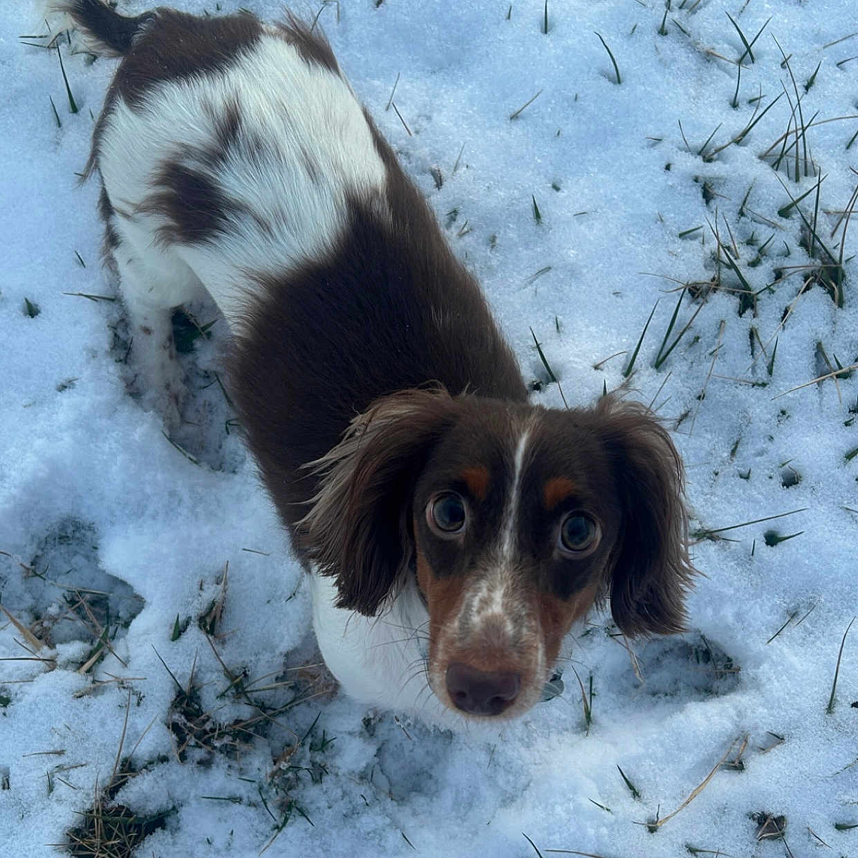 Lucy Gray joined the competition — help win amazing prizes! animal, brown_and_white, canine, close_up, cute, dog, ears, field, fluffy, fur, grass, looking_up, mammal, nature, outdoor, pet, playful, snow, winter, young_dog