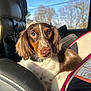 Lucy Gray joined the competition — help win amazing prizes! dog, pet, car_interior, sunlight, window, seat, brown_and_white, collar, animal, cute, portrait, travel, daylight, looking, ears, fur, domestic_animal, inside, closeup, canine