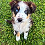 dog, puppy, blue_eyes, tricolor, grass, outdoors, portrait, looking_up, white_fur, black_fur, brown_fur, ears, nose, fur, cute, pet, sitting, nature, close_up, animal