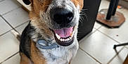 Soyouz participe au concours pour gagner de l'argent avec cette photo : animal, black, brown, canine, collar, dog, ears, eyes, floor, happy, indoor, looking_up, mouth, pet, sitting, smiling, teeth, tile, tongue, white