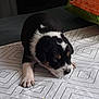 Soyouz a rejoint le concours — aidez-le/la à gagner de superbes lots ! animal, bag, black_and_white, canine, closeup, cute, dog, domestic, fur, home, indoor, pattern, peaceful, pet_food, puppy, resting, sleeping, small, tablecloth, young