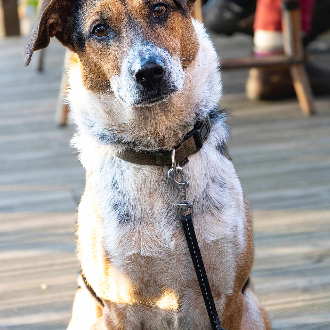 Soyouz participe au concours pour gagner de l'argent avec cette photo : animal, brown_fur, canine, close_up, collar, daylight, dog, domestic_animal, ears, friendly, fur_texture, leash, looking_at_camera, mixed_breed, outdoor, pet, portrait, sitting, white_fur, wooden_deck
