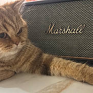 Arina participe au concours pour gagner de l'argent avec cette photo : cat, ginger_cat, feline, pet, animal, indoor, marshall_speaker, speaker, electronics, fur, whiskers, relaxed, resting, closeup, orange_cat, tabby, cute, domestic_cat, portrait, side_view