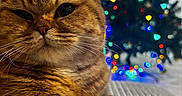 Arina participe au concours pour gagner de l'argent avec cette photo : cat, tabby_cat, orange_cat, close_up, pet, feline, whiskers, fur, relaxed, indoor, holiday, christmas_tree, lights, bokeh, decorations, cozy, couch, furniture, background, domestic_animal