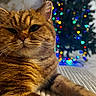 cat, tabby_cat, orange_cat, close_up, pet, feline, whiskers, fur, relaxed, indoor, holiday, christmas_tree, lights, bokeh, decorations, cozy, couch, furniture, background, domestic_animal