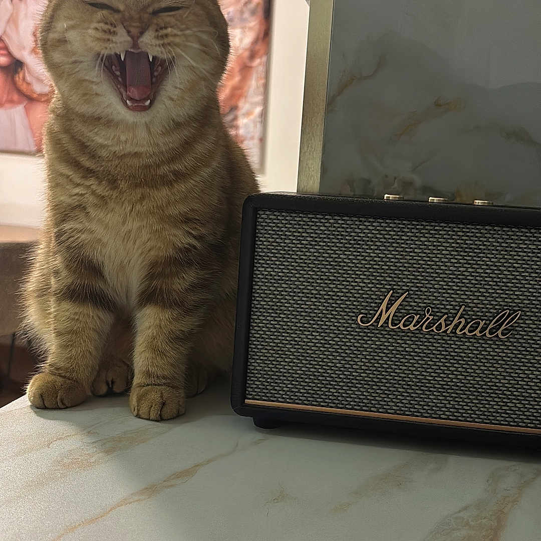 Arina participe au concours pour gagner de l'argent avec cette photo : cat, tabby, yawning, indoor, marble_countertop, speaker, marshall, feline, pet, fur, mouth_open, sitting, cozy, living_room, decor, animal, cute, whiskers, ears, tabletop