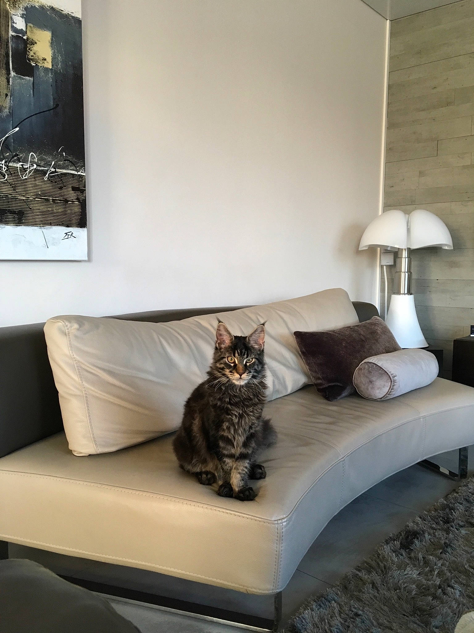 Oakley a rejoint le concours — aidez-le/la à gagner de superbes lots ! bed, bedroom, carnivore, cat, comfort, couch, felidae, floor, furniture, home, interior_design, living_room, property, room, small_to_medium_sized_cats, studio_couch, table, whiskers