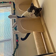 Bunny is registered to the contest to win money with this photo: cat, gray_and_white, cat_tower, wooden_furniture, indoor, window, blinds, garland, colorful_lights, paws, relaxed, curious, pet, cozy, playful, home, feline, resting, animal, cute