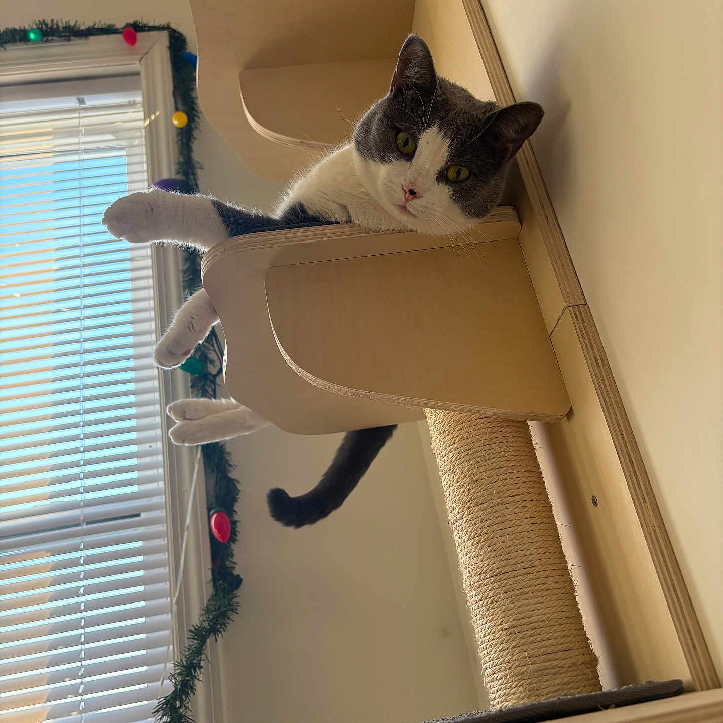 Bunny is registered to the contest to win money with this photo: cat, gray_and_white, cat_tower, wooden_furniture, indoor, window, blinds, garland, colorful_lights, paws, relaxed, curious, pet, cozy, playful, home, feline, resting, animal, cute