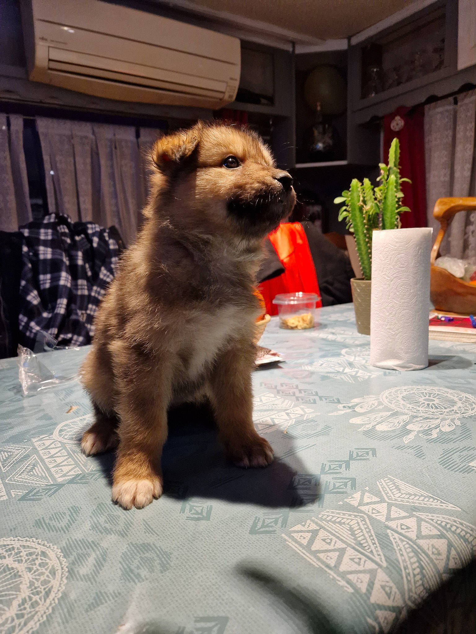 Chanel participe au concours pour gagner de l'argent avec cette photo : canidae, carnivore, chair, companion_dog, dog, dog_breed, drinkware, fawn, flooring, flowerpot, fur, houseplant, plant, snout, sporting_group, table, tail, toy, wood, working_animal