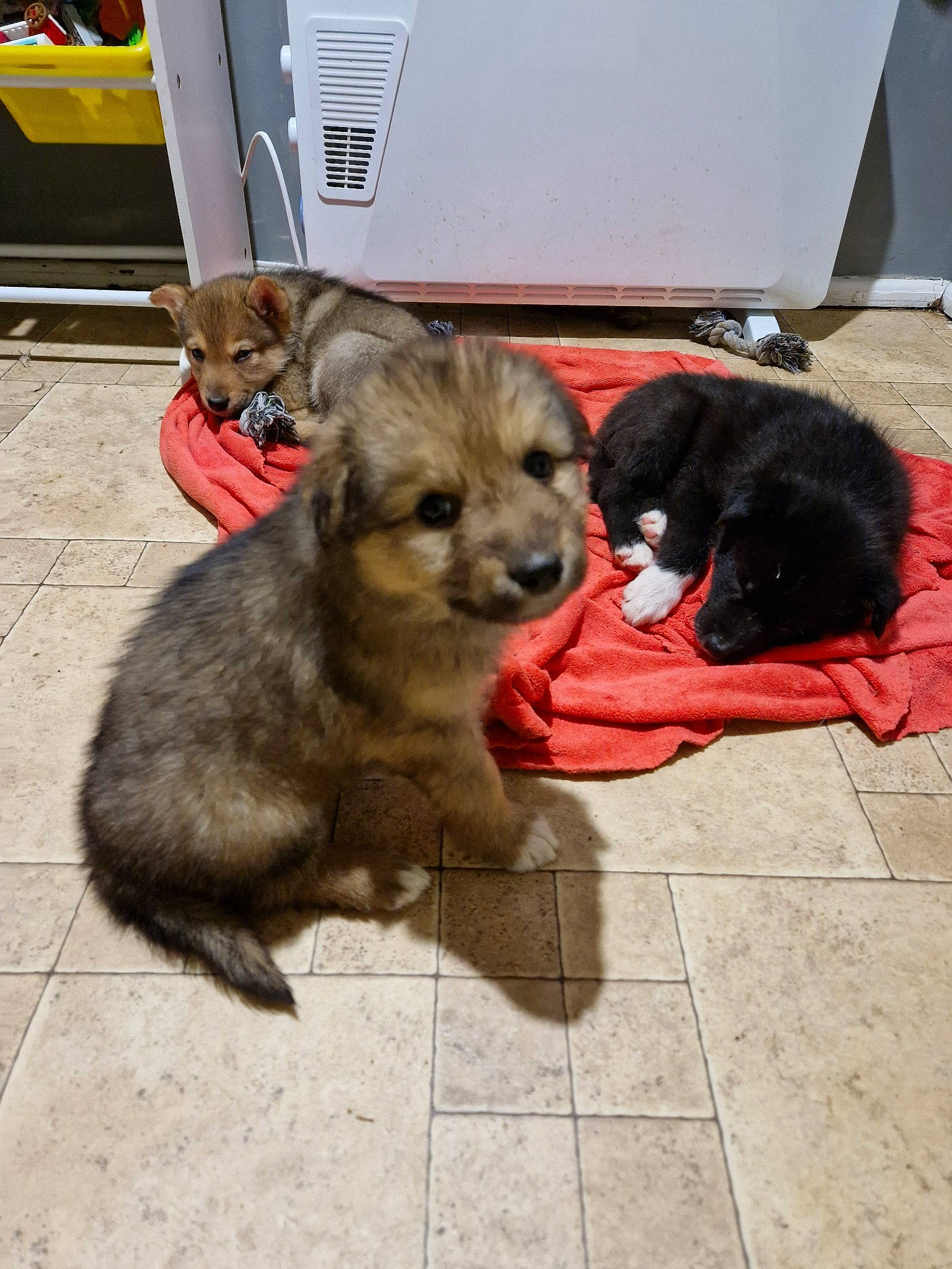 Chanel a rejoint le concours — aidez-le/la à gagner de superbes lots ! canidae, carnivore, companion_dog, dog, dog_breed, dog_supply, felidae, flooring, fur, leash, liver, paw, pet_supply, puppy, snout, sporting_group, street_dog, tail, vertebrate, working_animal