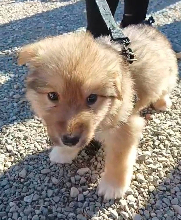 Chanel a rejoint le concours — aidez-le/la à gagner de superbes lots ! canidae, carnivore, companion_dog, dog, dog_breed, dog_supply, fawn, fur, mammal, non_sporting_group, pet_supply, snout, soil, sporting_group, tail, terrestrial_animal, toy_dog, tracking_trial, working_animal, working_dog