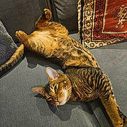 Rupert joined the competition — help win amazing prizes! tabby_cat, cat, indoor, couch, gray_couch, relaxed, stretching, pillow, decorative_pillow, animal_pattern, feline, pet, cozy, resting, fur, whiskers, ears, tail, domestic_cat, sleepy