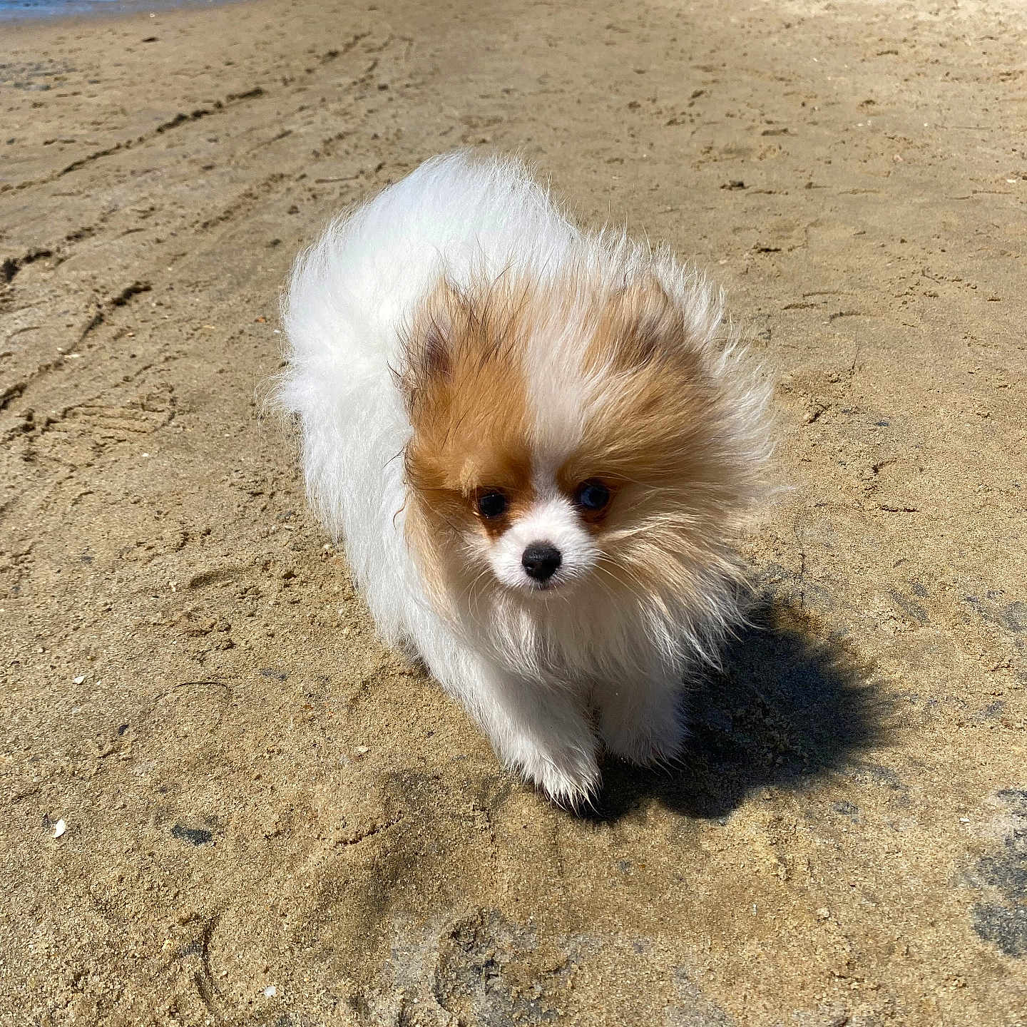 Rio participe au concours pour gagner de l'argent avec cette photo : animal, beach, canine, coast, cockerspaniel, dog, face, head, nature, outdoors, papillon, person, pet, puppy, rock, sand, sea, shoreline, soil, water