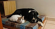 Malabar a rejoint le concours — aidez-le/la à gagner de superbes lots ! animal, animal_companions, black_and_white_dog, cat, companionship, cozy, dog, domestic, floor, furniture, home, indoor, mattress, pet, quiet, relaxed, resting, tile, white_cat, wooden_frame