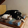 Malabar a rejoint le concours — aidez-le/la à gagner de superbes lots ! dog, cat, indoor, pet, mattress, floor, tile, resting, black_and_white_dog, white_cat, animal_companions, furniture, wooden_frame, relaxed, domestic, home, cozy, quiet, animal, companionship