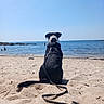 Malabar participe au concours pour gagner de l'argent avec cette photo : dog, beach, sand, sea, water, sky, leash, harness, animal, pet, outdoor, sunny, relaxation, vacation, shoreline, nature, canine, summer, calm, scenic