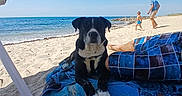 Malabar a rejoint le concours — aidez-le/la à gagner de superbes lots ! dog, beach, sand, towel, umbrella, person, child, adult, sea, sky, water, shoreline, walking, relaxing, summer, vacation, outdoor, sunny, blue_shorts, striped_umbrella