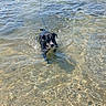 Malabar a rejoint le concours — aidez-le/la à gagner de superbes lots ! animal, black_dog, canine, clear_water, daylight, dog, lake, leash, nature, outdoor, pet, playful, recreation, reflection, summer, sunlight, swimming, water, waves, wet