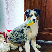 Umy participe au concours pour gagner de l'argent avec cette photo : dog, puppy, australian_shepherd, blue_eyes, indoor, toy, yellow_toy, green_toy, wooden_door, blanket, red_toy, pet, fur, sitting, cute, animal, companion, domestic, playful, young