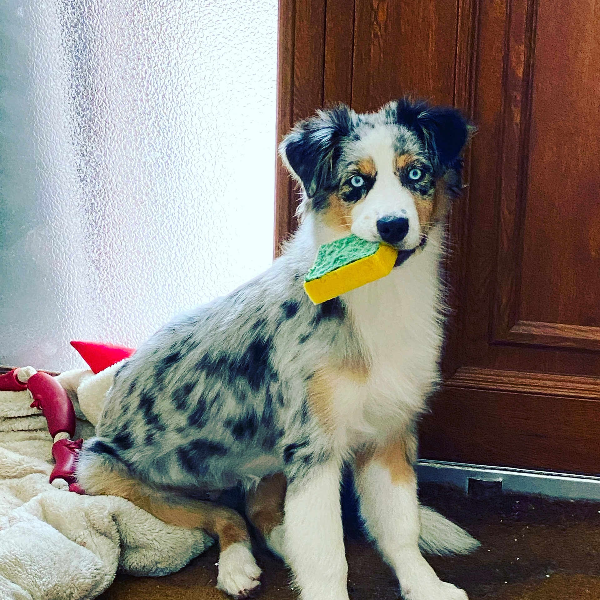Umy participe au concours pour gagner de l'argent avec cette photo : animal, australian_shepherd, blanket, blue_eyes, companion, cute, dog, domestic, fur, green_toy, indoor, pet, playful, puppy, red_toy, sitting, toy, wooden_door, yellow_toy, young
