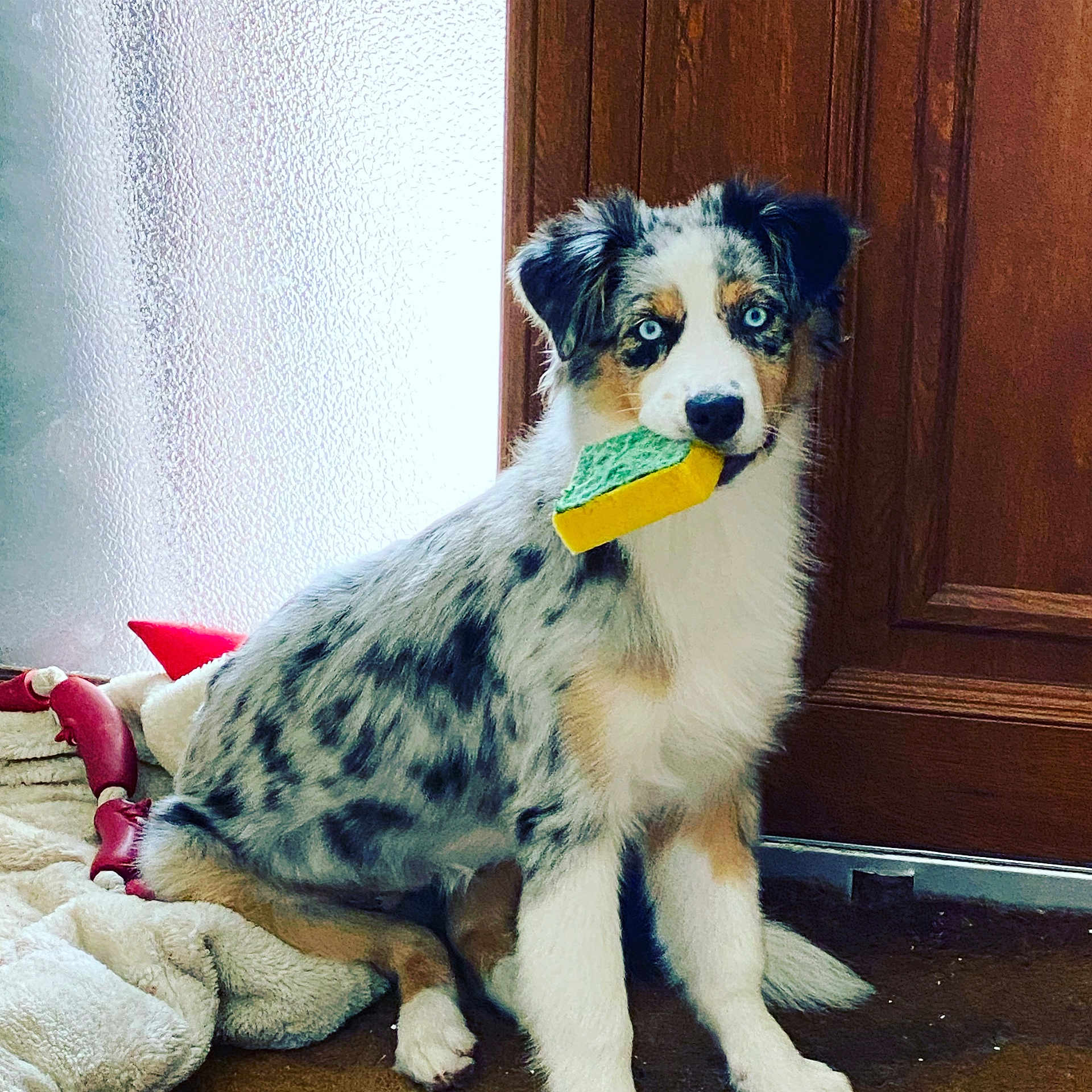 Umy participe au concours pour gagner de l'argent avec cette photo : dog, puppy, australian_shepherd, blue_eyes, indoor, toy, yellow_toy, green_toy, wooden_door, blanket, red_toy, pet, fur, sitting, cute, animal, companion, domestic, playful, young
