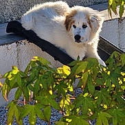 Neige participe au concours pour gagner de l'argent avec cette photo : puppy, dog, outdoor, leaves, greenery, gravel, wall, sunlight, resting, fur, young_dog, nature, pet, animal, curious, texture, shadow, branch, relaxing, playful