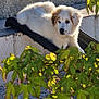 puppy, dog, outdoor, leaves, greenery, gravel, wall, sunlight, resting, fur, young_dog, nature, pet, animal, curious, texture, shadow, branch, relaxing, playful