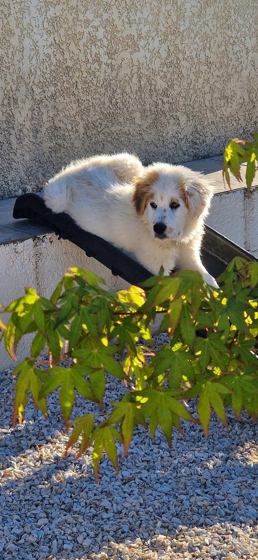 Neige participe au concours pour gagner de l'argent avec cette photo : puppy, dog, outdoor, leaves, greenery, gravel, wall, sunlight, resting, fur, young_dog, nature, pet, animal, curious, texture, shadow, branch, relaxing, playful