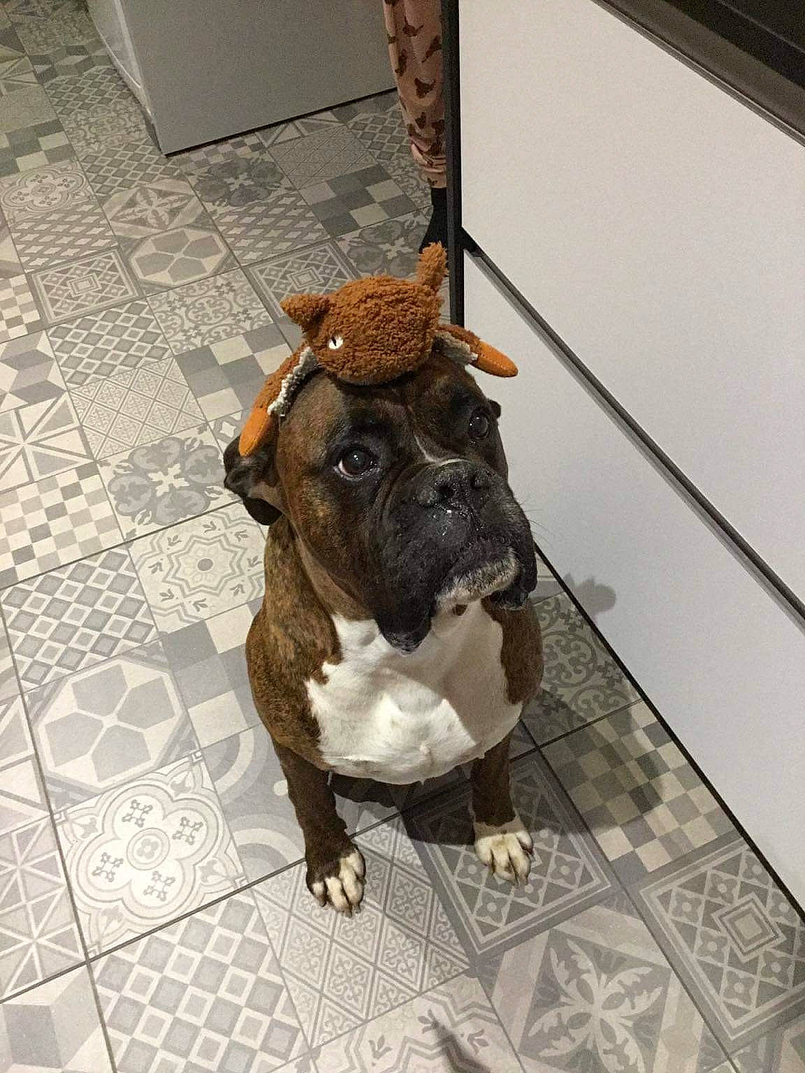 Looping participe au concours pour gagner de l'argent avec cette photo : brown, canidae, carnivore, collar, companion_dog, dog, dog_breed, dog_collar, fawn, floor, flooring, fur, liver, pet_supply, snout, sporting_group, tail, terrestrial_animal, wood, working_animal